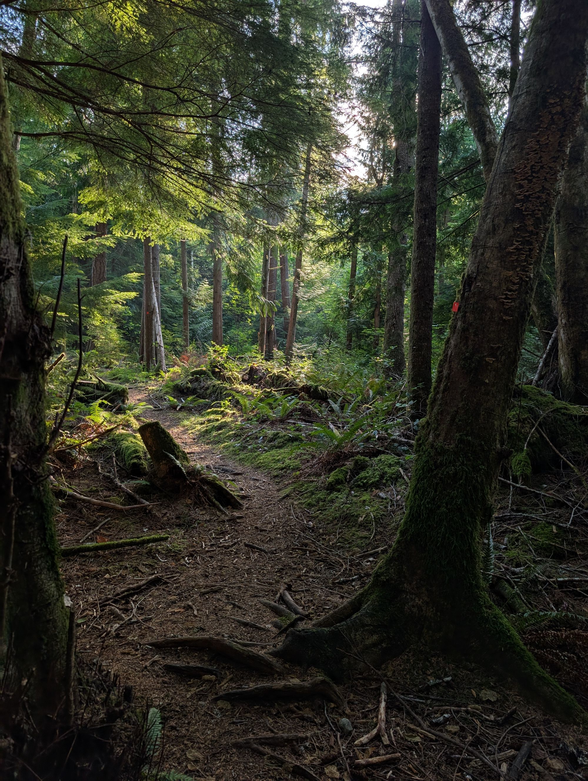 SCT Day 2: Manzanita Hut to Sliammon Lake (Kokanee Creek Camp)