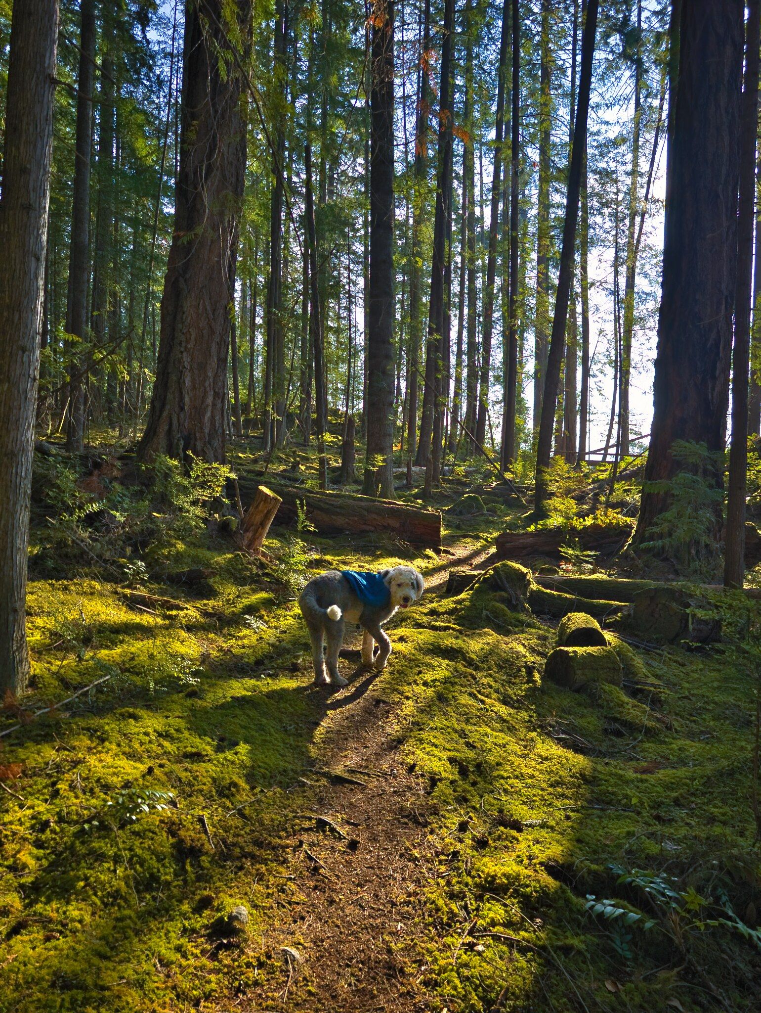 SCT Day 4: Haywire Bay to Confederation Lake Hut